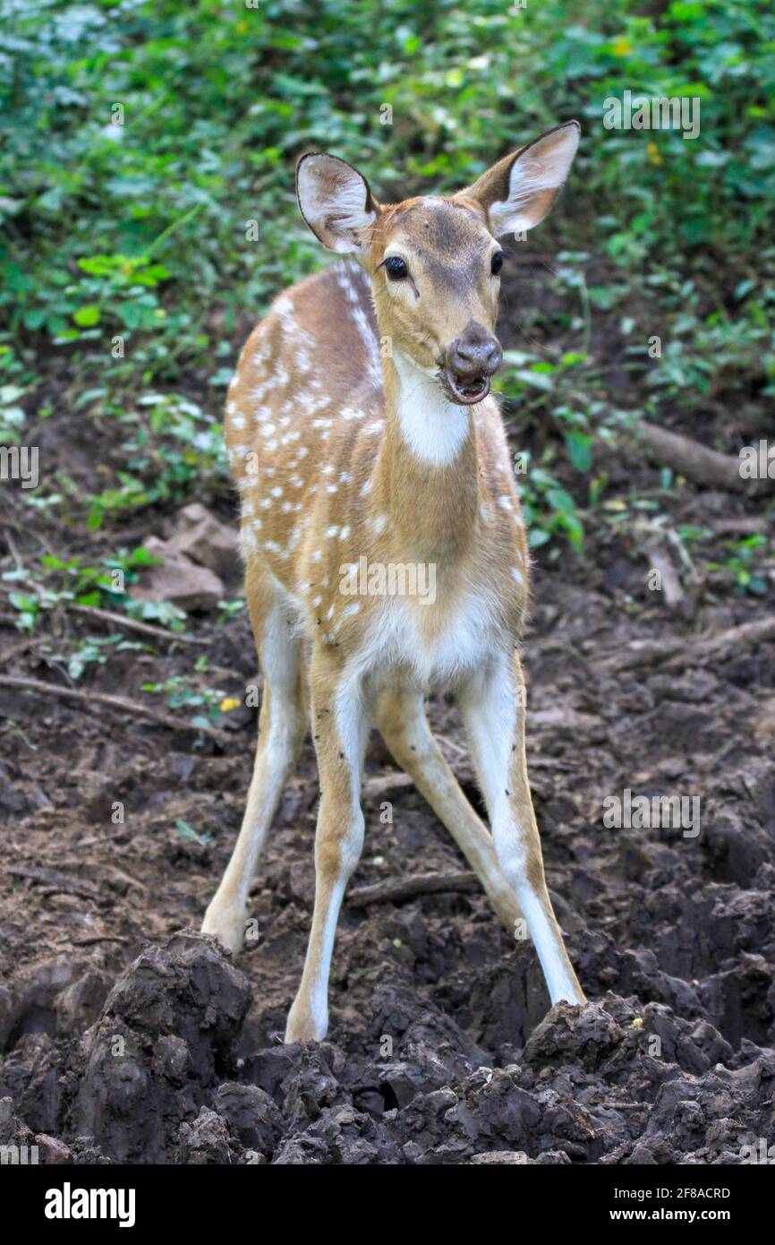 Cervi con uno sguardo sorpreso nel Parco Nazionale di Ranthambore, India Foto Stock