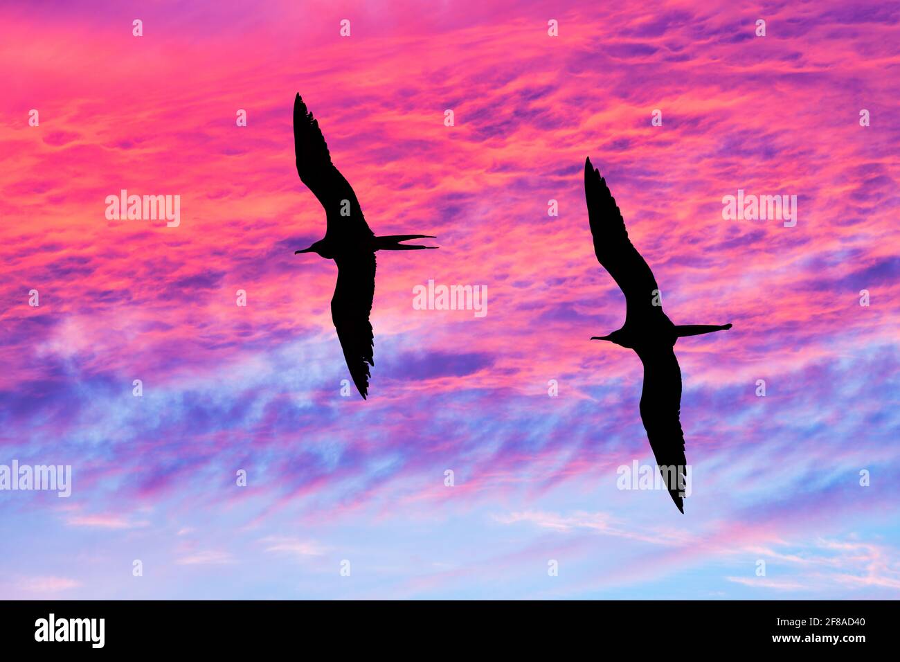 Due uccelli stanno volando insieme a Wings sparsi contro le silhouette Un cielo Sunset vivace e colorato Foto Stock