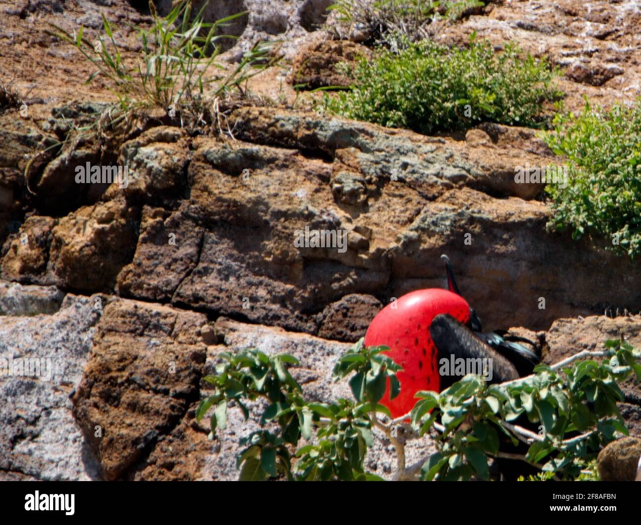 Maschio magnifico fregatebird (Fregata magnificens) con la sua sacca di gola rossa gonfiata per attirare un compagno su un piccolo isolotto arido nel Galapagos Foto Stock