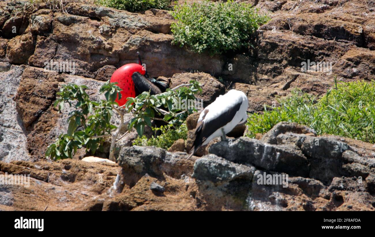 Maschio magnifico fregatebird (Fregata magnificens) con la sua sacca di gola rossa gonfiata per attirare un compagno su un piccolo isolotto arido nel Galapagos Foto Stock