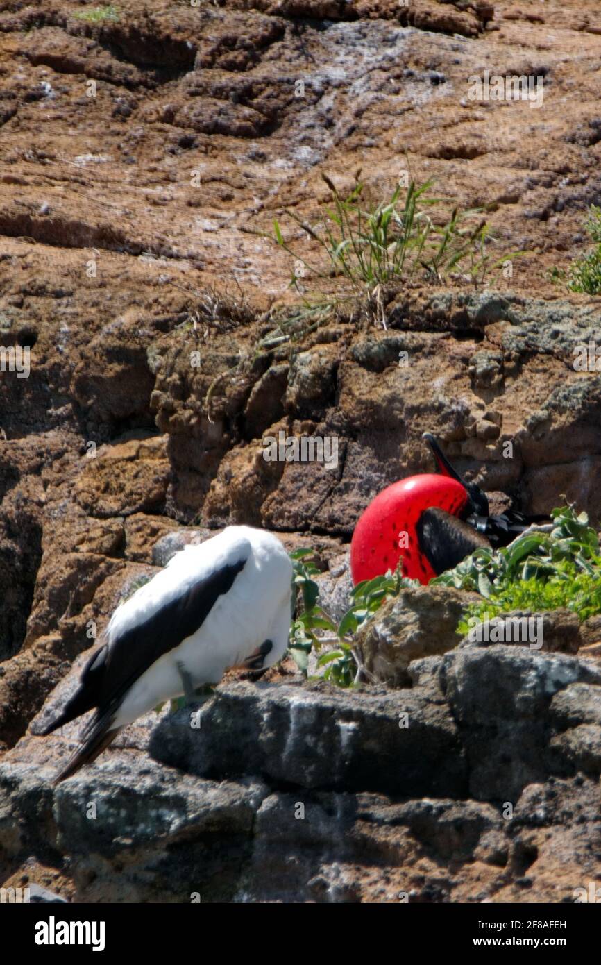 Maschio magnifico fregatebird (Fregata magnificens) con la sua sacca di gola rossa gonfiata per attirare un compagno su un piccolo isolotto arido nel Galapagos Foto Stock