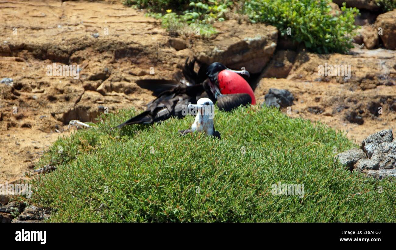 Maschio magnifico fregatebird (Fregata magnificens) con la sua sacca di gola rossa gonfiata per attirare un compagno su un piccolo isolotto arido nel Galapagos Foto Stock