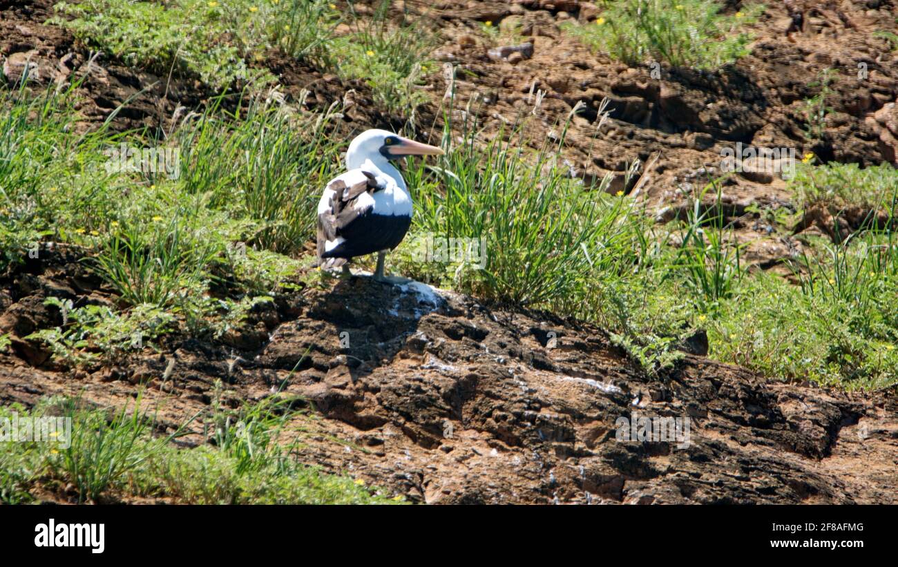 Nazca booby (Sula granti) su un piccolo isolotto arido al largo della costa dell'isola di Floreana, Galapagos, ecuadorrock Foto Stock