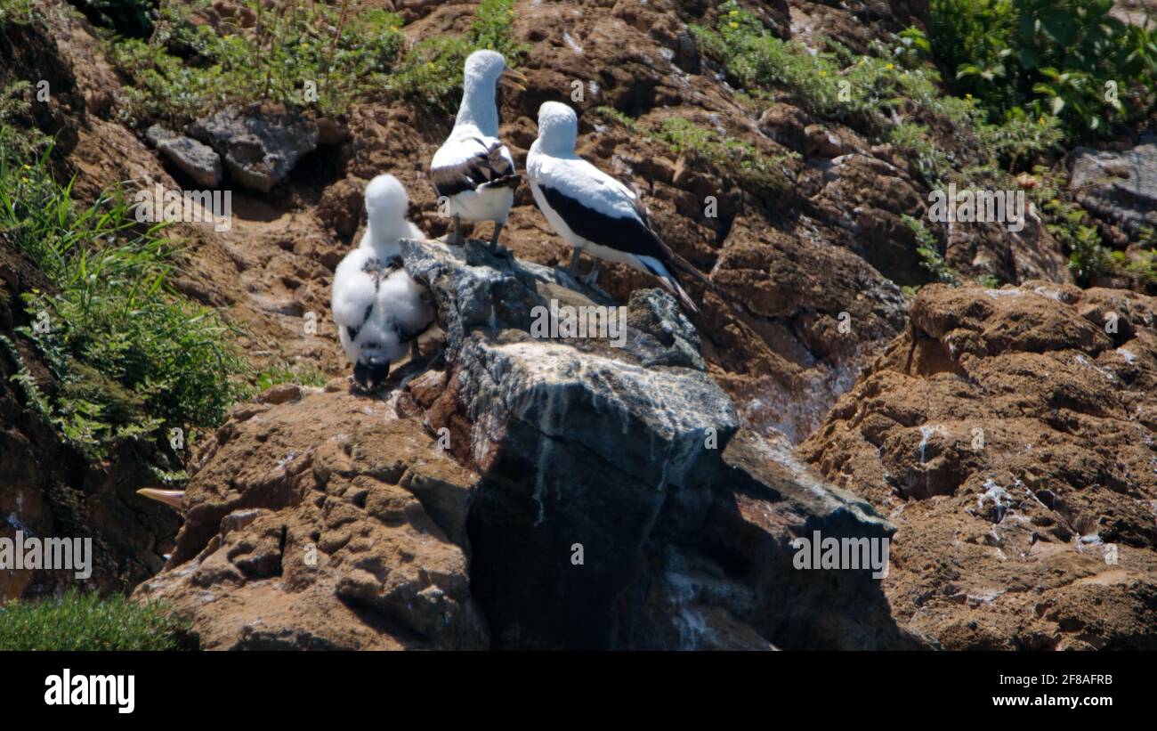 Nazca Booby (Sula granti) genitori con pulcini su un piccolo isolotto arido al largo della costa dell'isola di Floreana, Galapagos, Ecuador Foto Stock