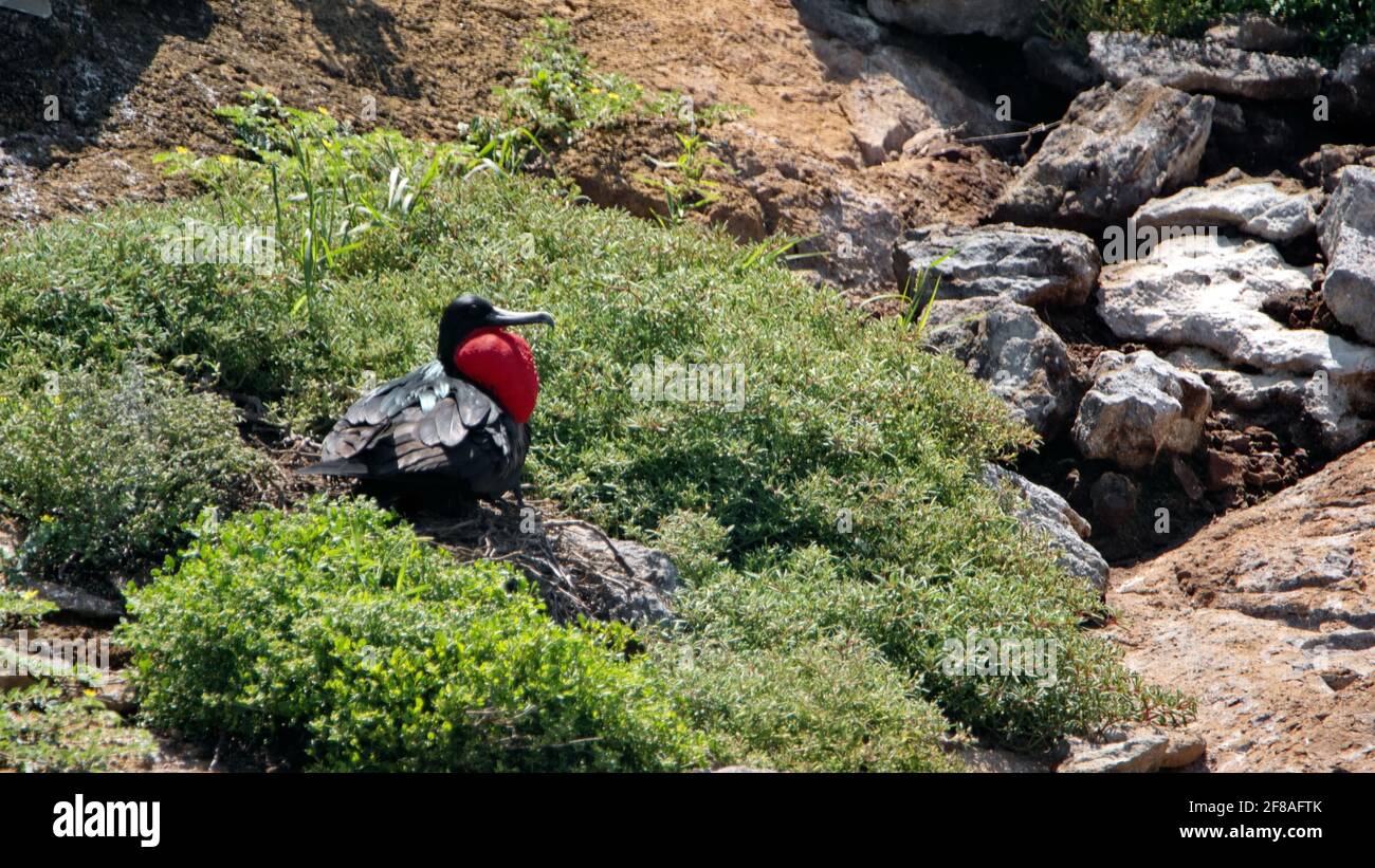 Maschio magnifico fregatebird (Fregata magnificens) con la sua sacca di gola rossa gonfiata per attirare un compagno su un piccolo isolotto arido nel Galapagos Foto Stock