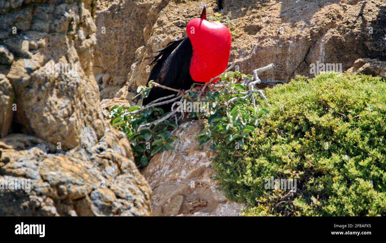 Maschio magnifico fregatebird (Fregata magnificens) con la sua sacca di gola rossa gonfiata per attirare un compagno su un piccolo isolotto arido nel Galapagos Foto Stock