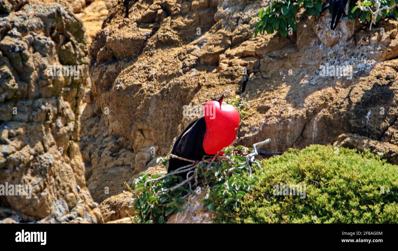 Maschio magnifico fregatebird (Fregata magnificens) con la sua sacca di gola rossa gonfiata per attirare un compagno su un piccolo isolotto arido nel Galapagos Foto Stock