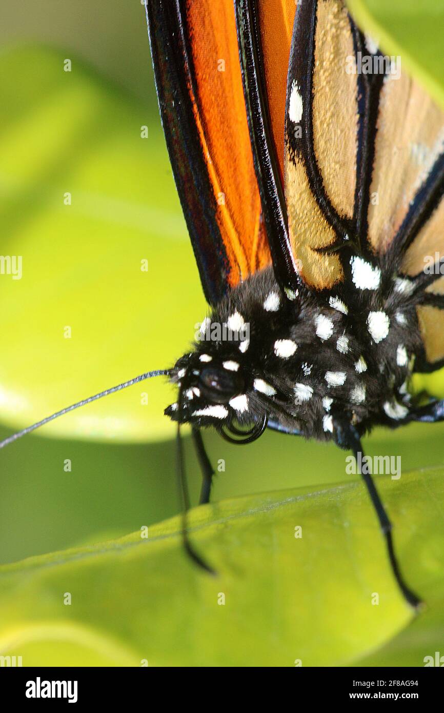 Immagine macro di testa e corpo farfalla Monarch Foto Stock