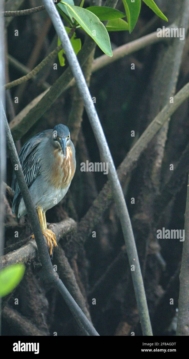 Airone notturno coronato da giallo (Nyctanassa violacea) arroccato alla radice di un albero di mangrovie a Elizabeth Bay, Isabela Island, Galapagos, Ecuador Foto Stock