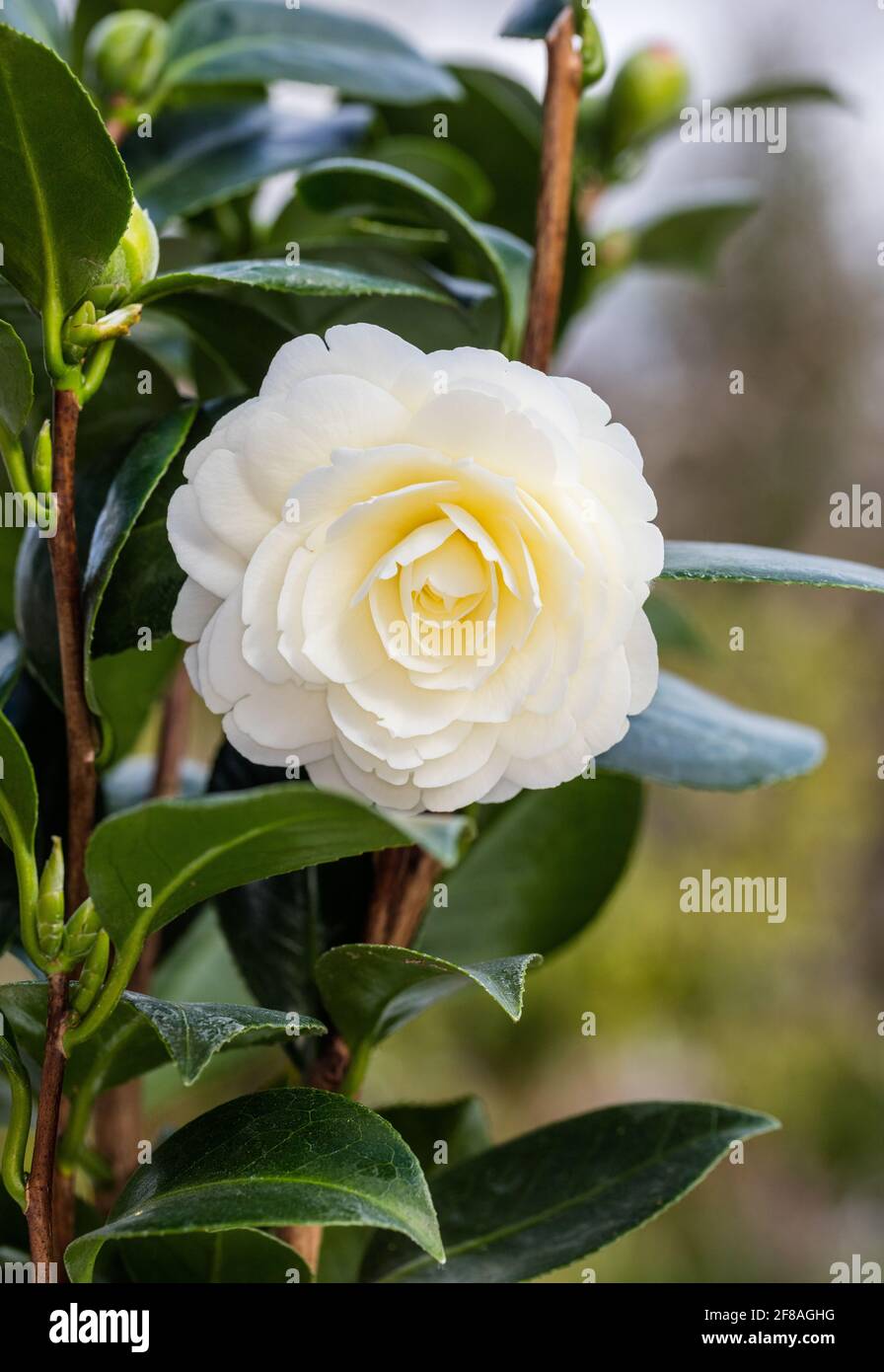 Camillia giapponese, Kamelia (Camellia japonica) Foto Stock