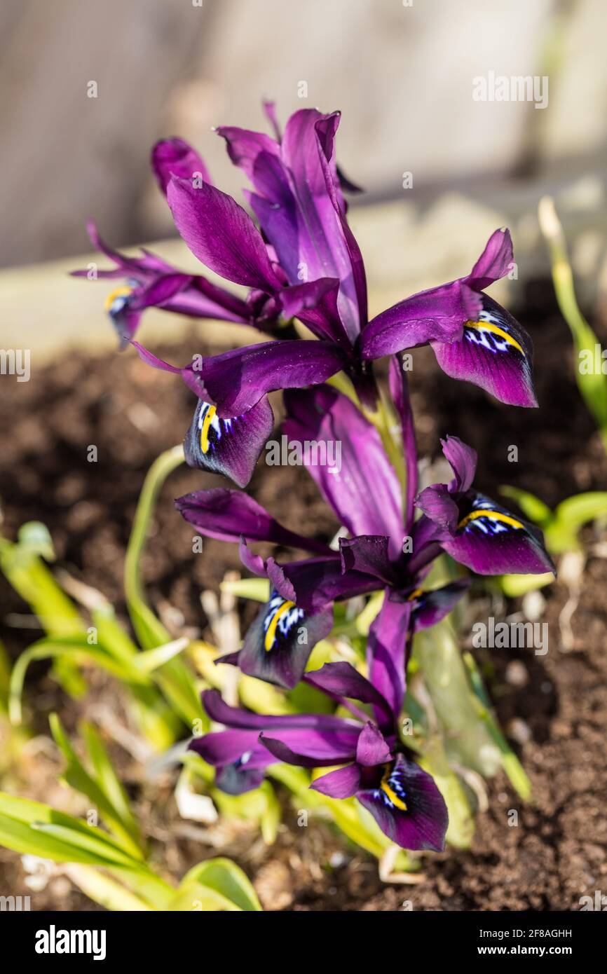 Iris reticolare, Våriris (Iris reticulata) Foto Stock