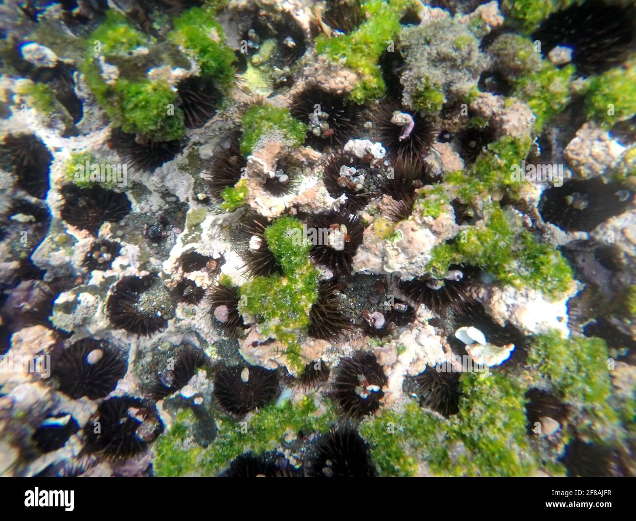 Ricci di mare nero in buchi nella roccia a Tago Cove, Isabela Island, Galapagos, Ecuador Foto Stock