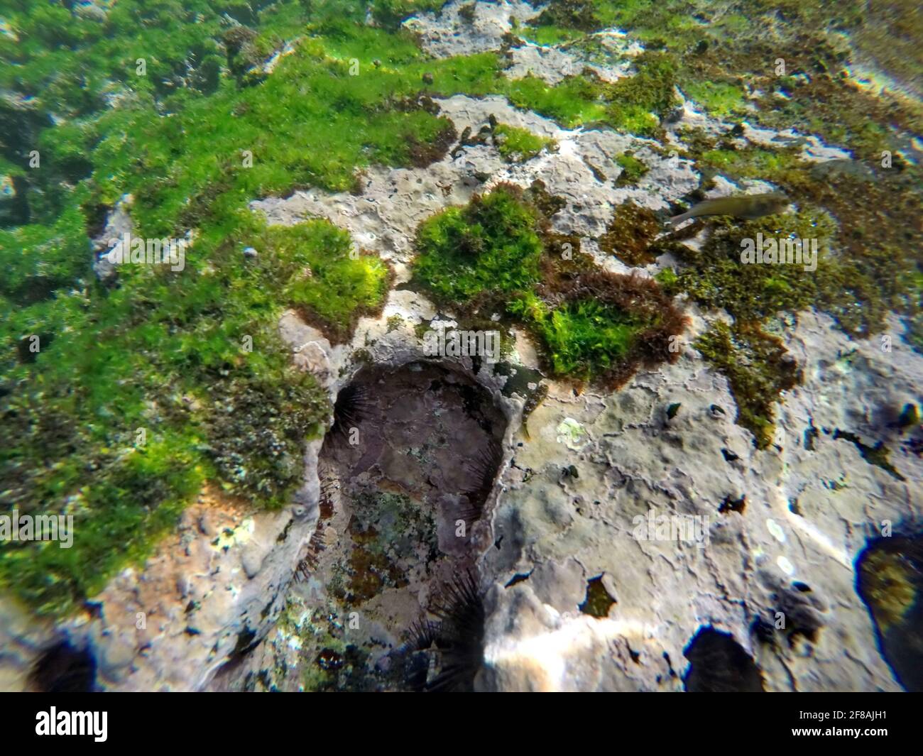 Ricci di mare nero in buchi nella roccia a Tago Cove, Isabela Island, Galapagos, Ecuador Foto Stock