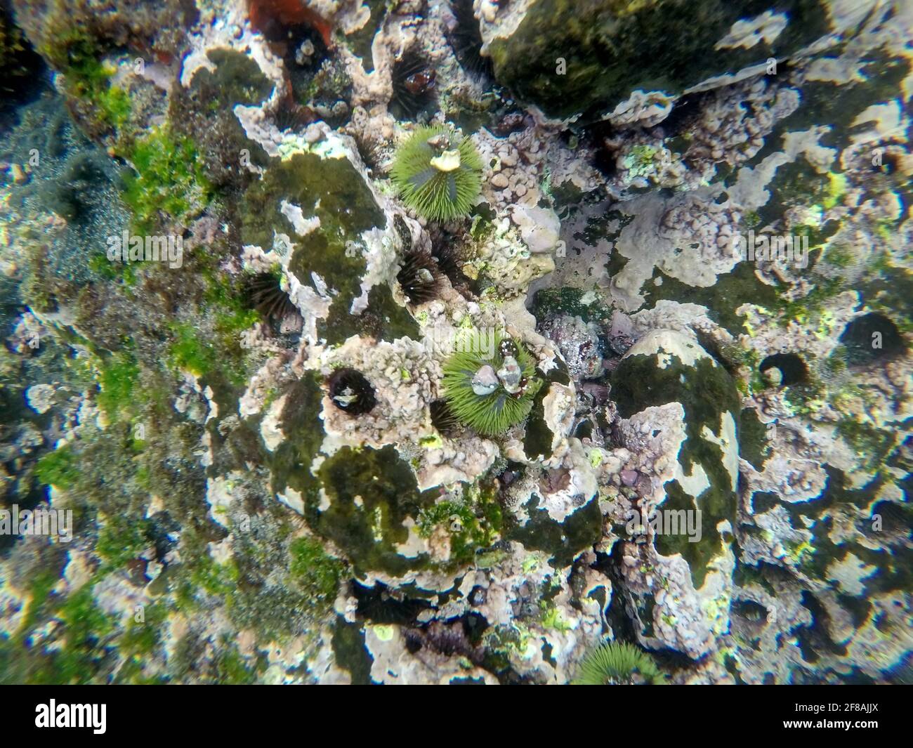 Ricci di mare nero in buchi nella roccia a Tago Cove, Isabela Island, Galapagos, Ecuador Foto Stock