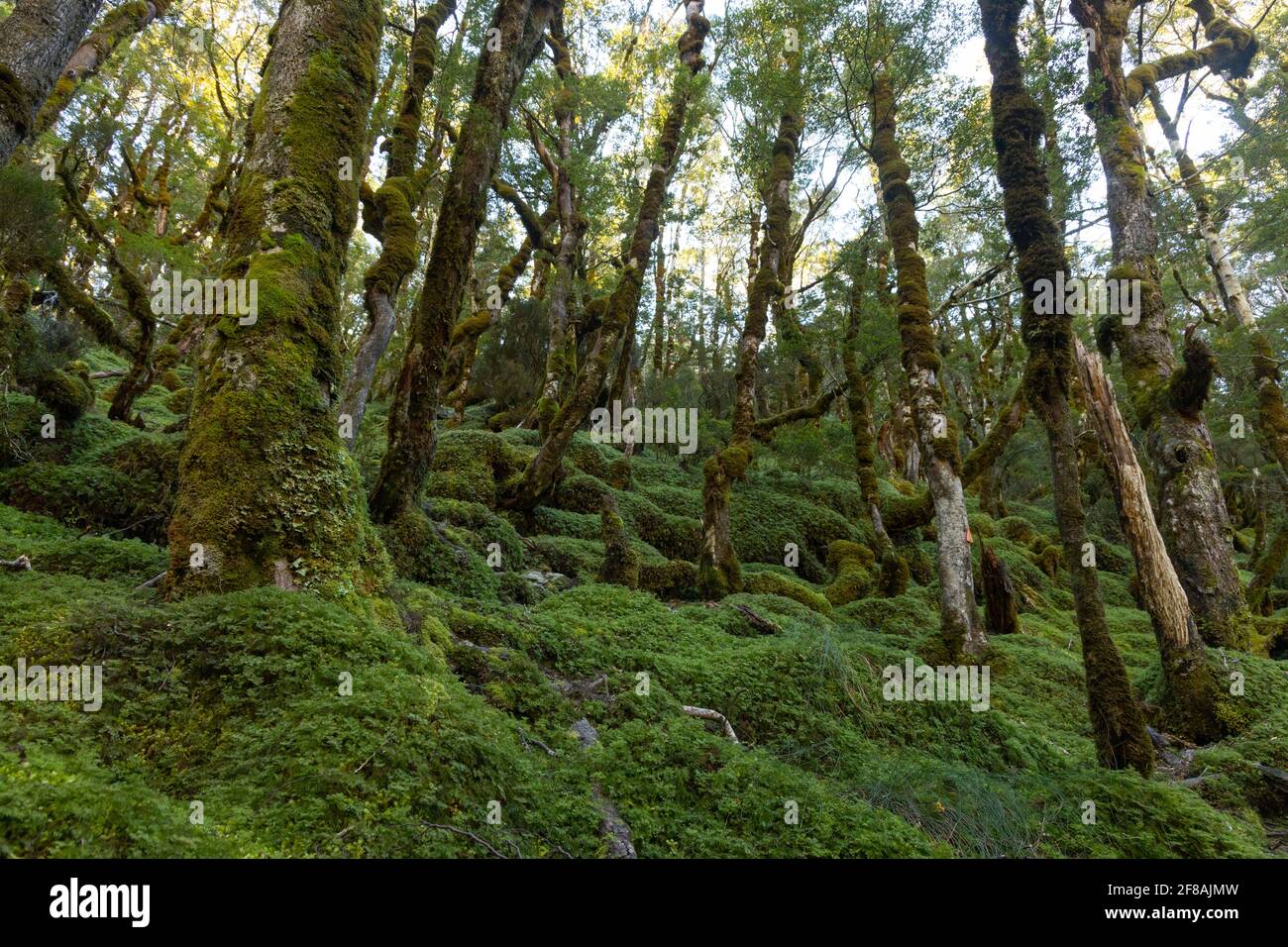 Foresta di faggio ricoperta di muschio, Nuova Zelanda Foto Stock