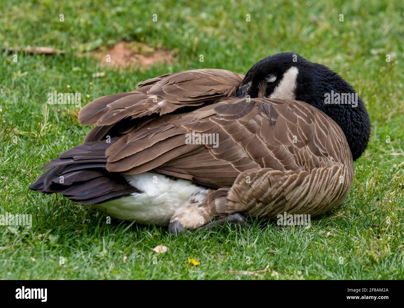 L'oca dormiva su un prato Foto Stock