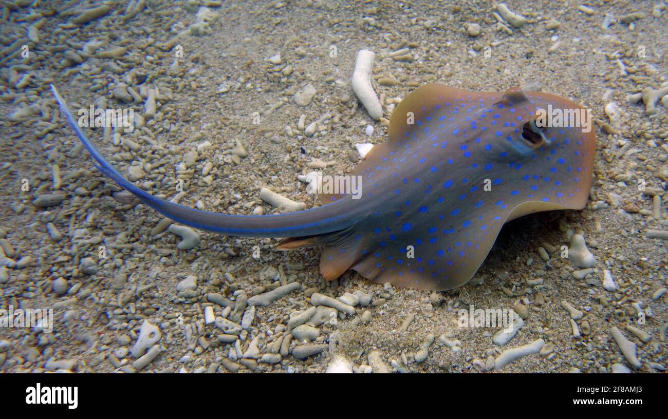 Raggio di coste a macchia blu (Taeniura Lymma) in acque poco profonde, Fitzroy Island, Great Barrier Reef Marine Park, vicino a Cairns, Queensland, Australia Foto Stock