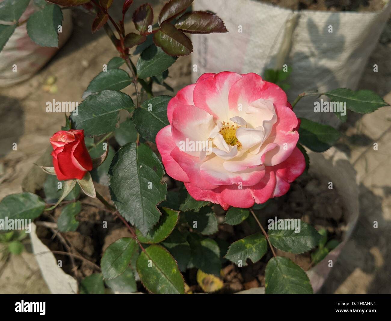 Primo piano di una bella rosa che cresce in un giardino Foto Stock
