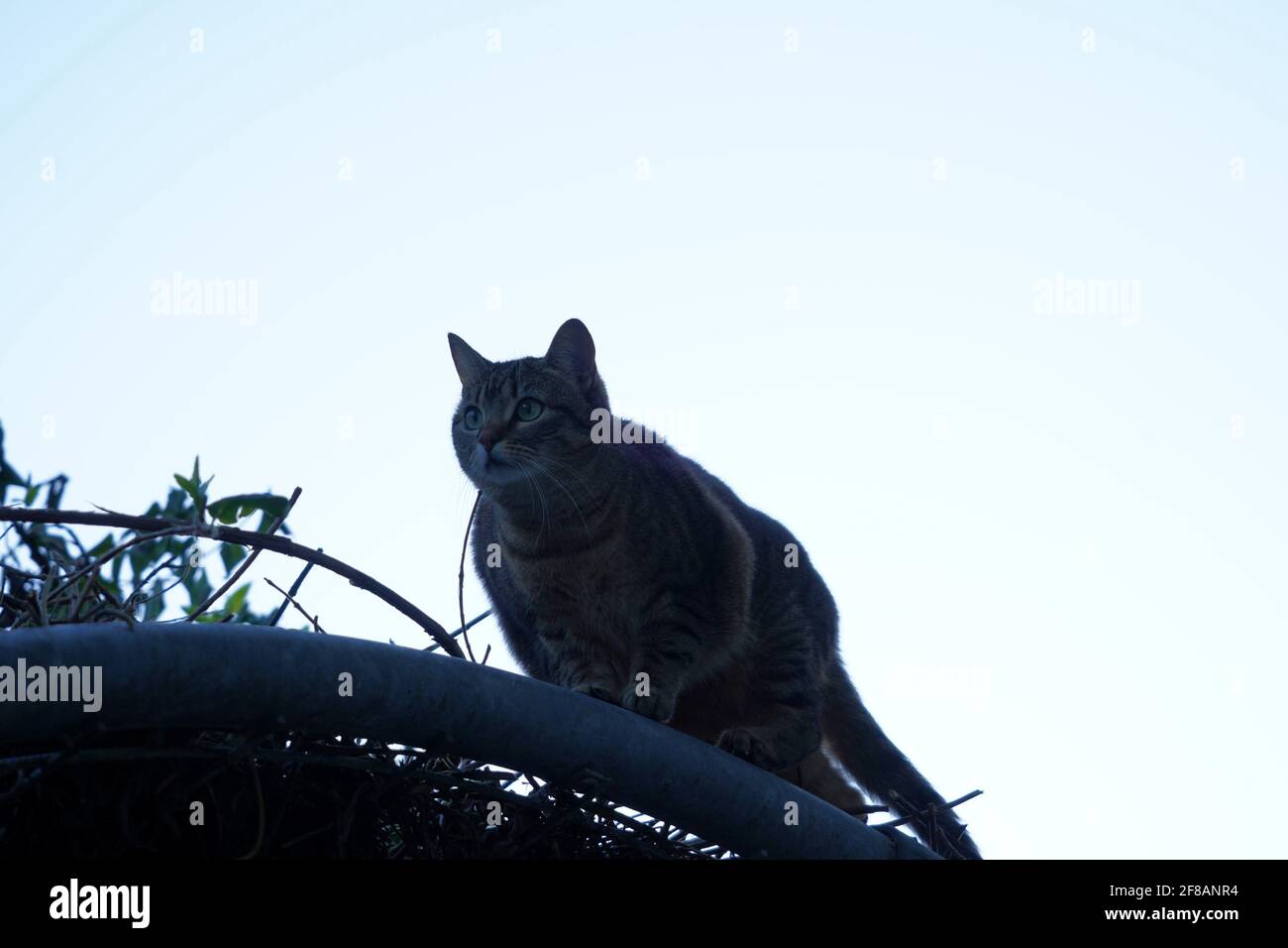 Una tigre a righe, come il gatto in silhouette contro un cielo blu chiaro con un sacco di spazio di copia sullo sfondo. Foto Stock