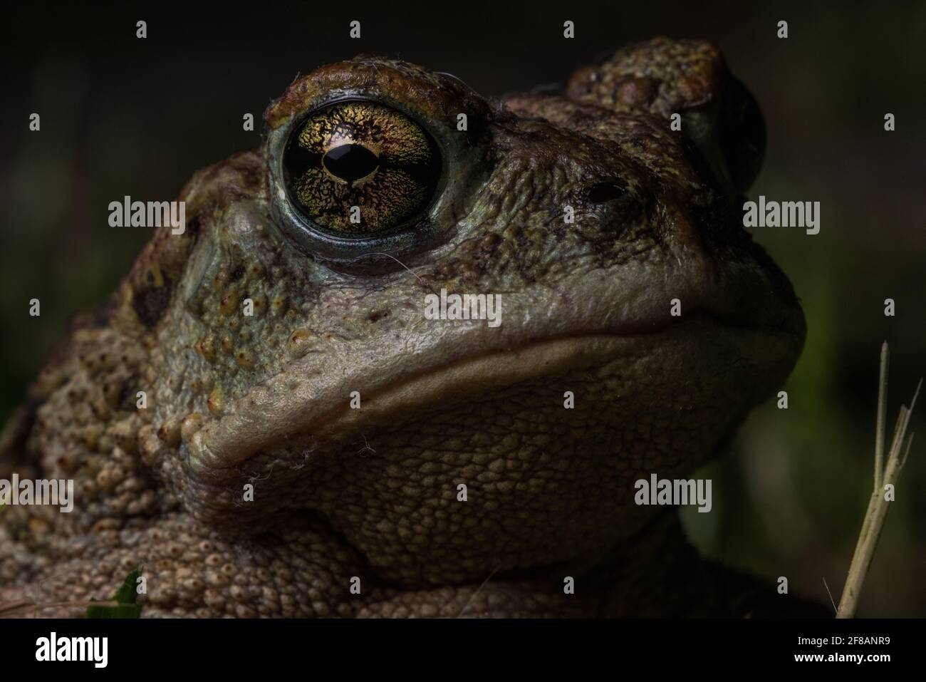 Un toad occidentale (Anaxyrus boreas) un anfibio dalla contea di Madera, California. Foto Stock