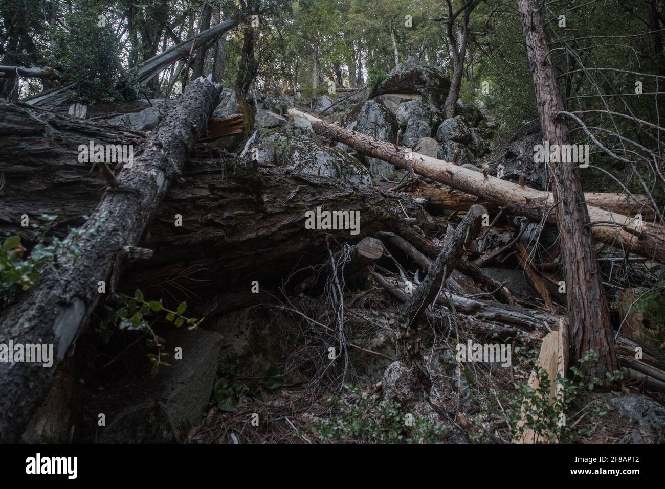 Un mucchio di alberi caduti nella foresta nel parco nazionale di Yosemite, una caduta di alberi può chiudere i sentieri e creare un pericolo per gli escursionisti. Foto Stock