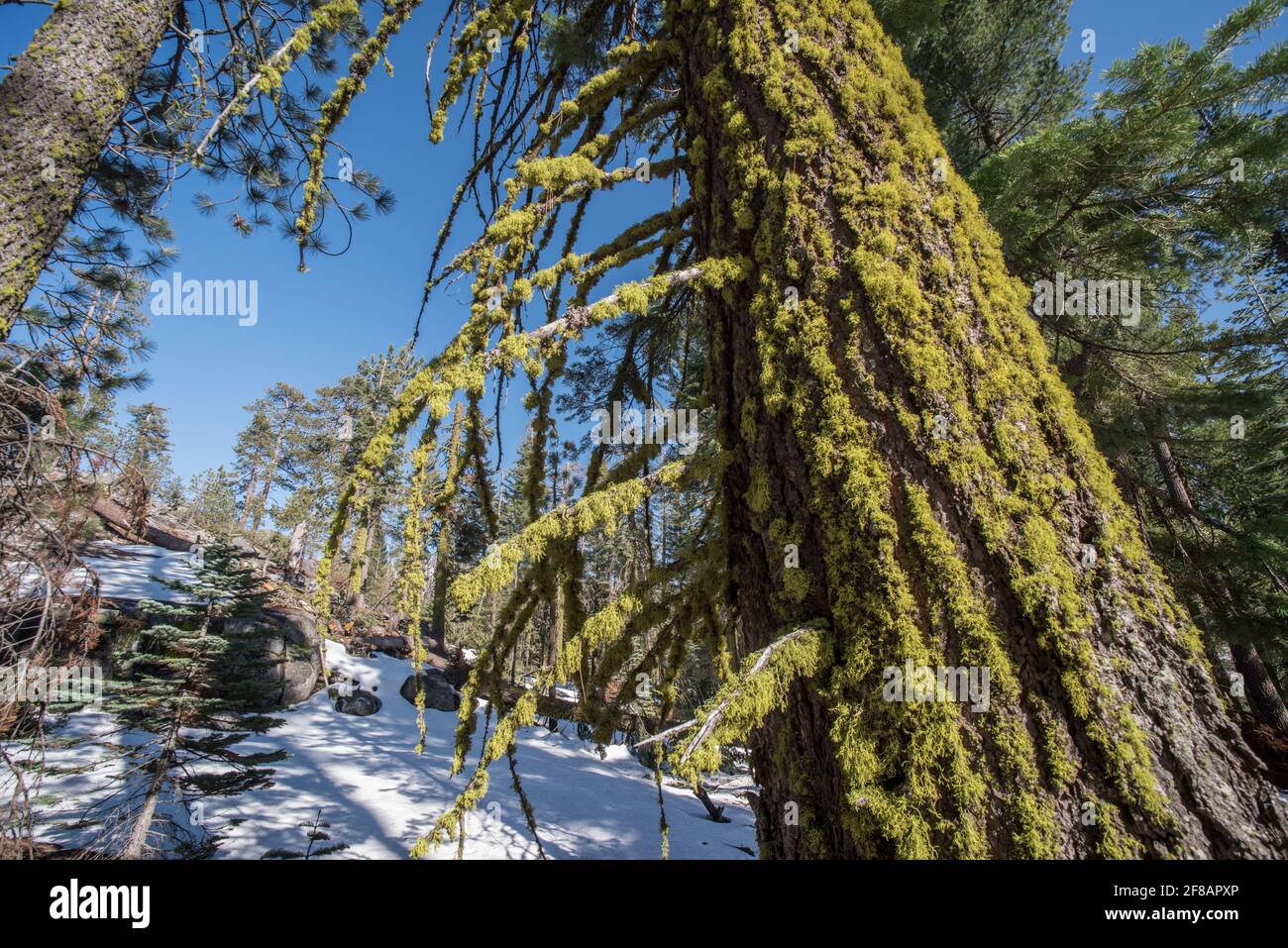 Un albero coperto di muschio nella foresta nel parco nazionale di Yosemite, California. Foto Stock
