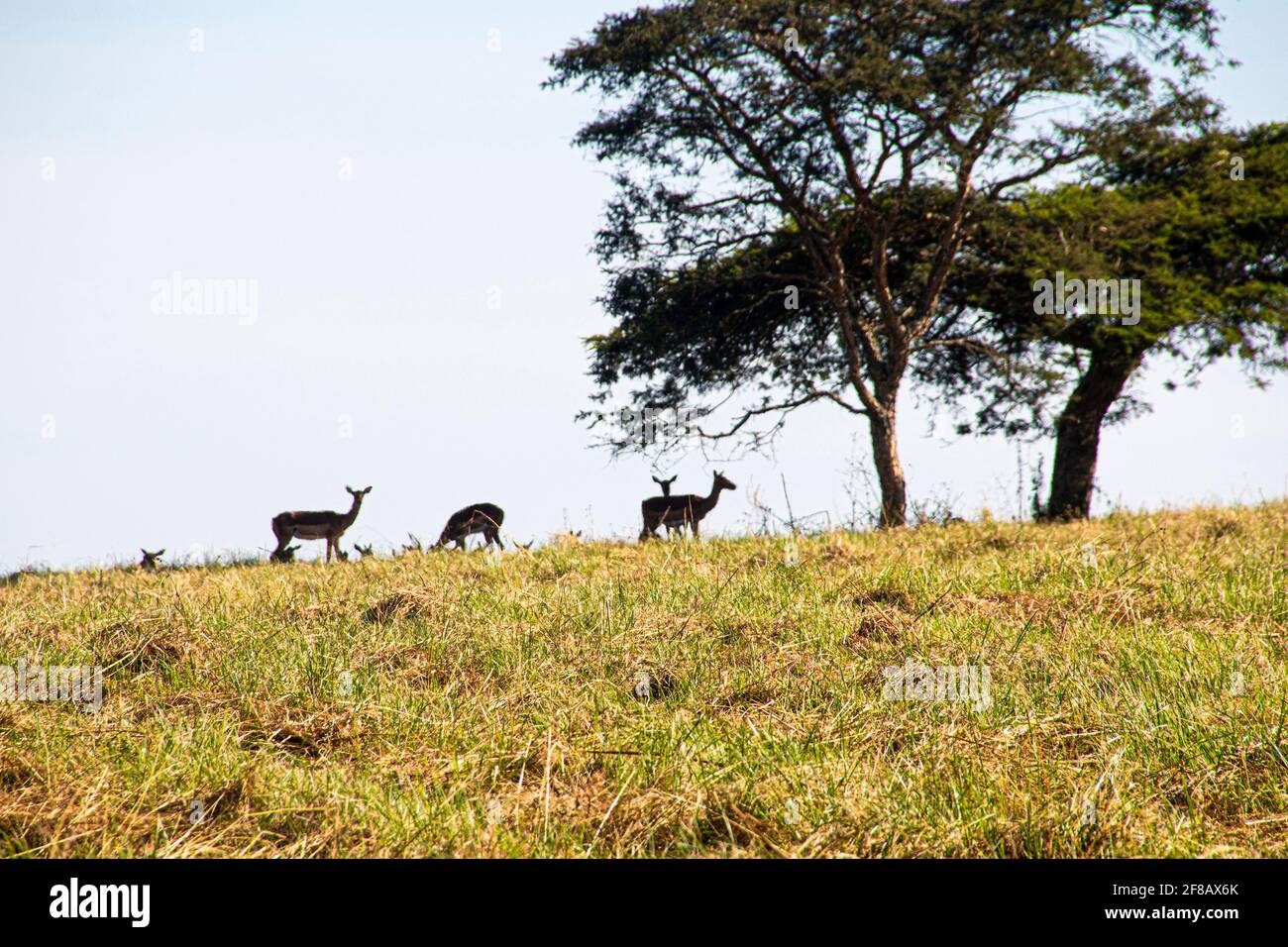Antelope riposante sotto l'albero verde sul crinale erboso Foto Stock