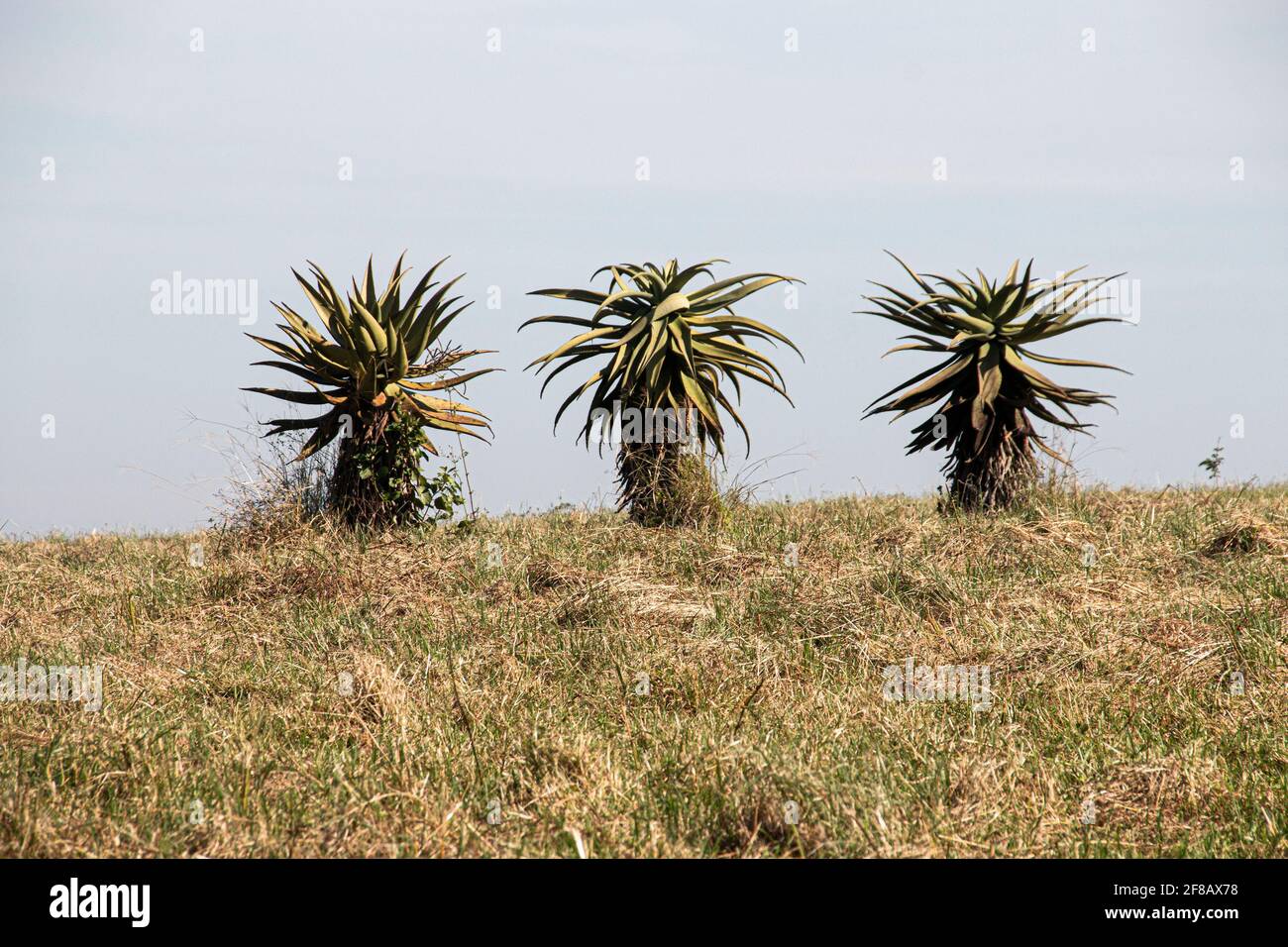 Tre aloe che crescono su cresta erbosa asciutta Foto Stock