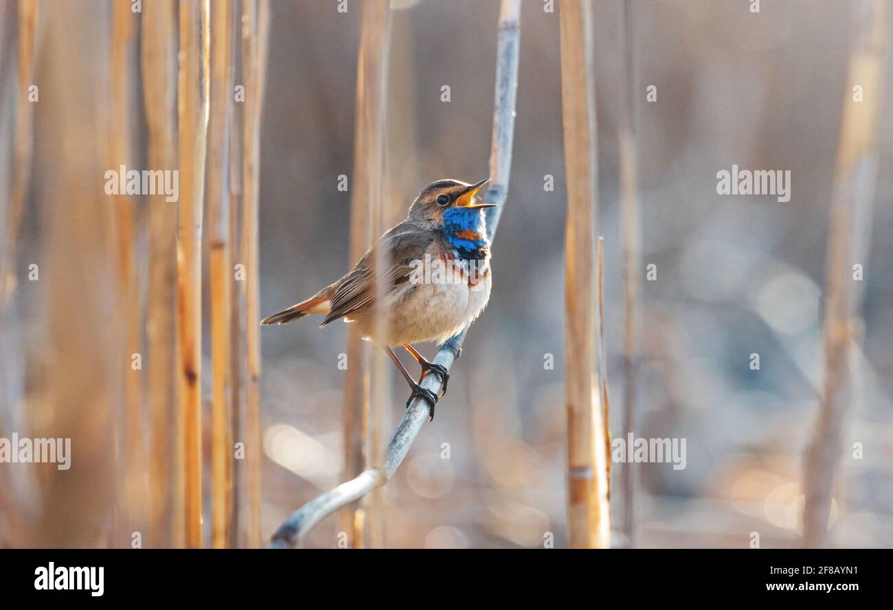 Blueghora canta una canzone in una bella mattina Foto Stock