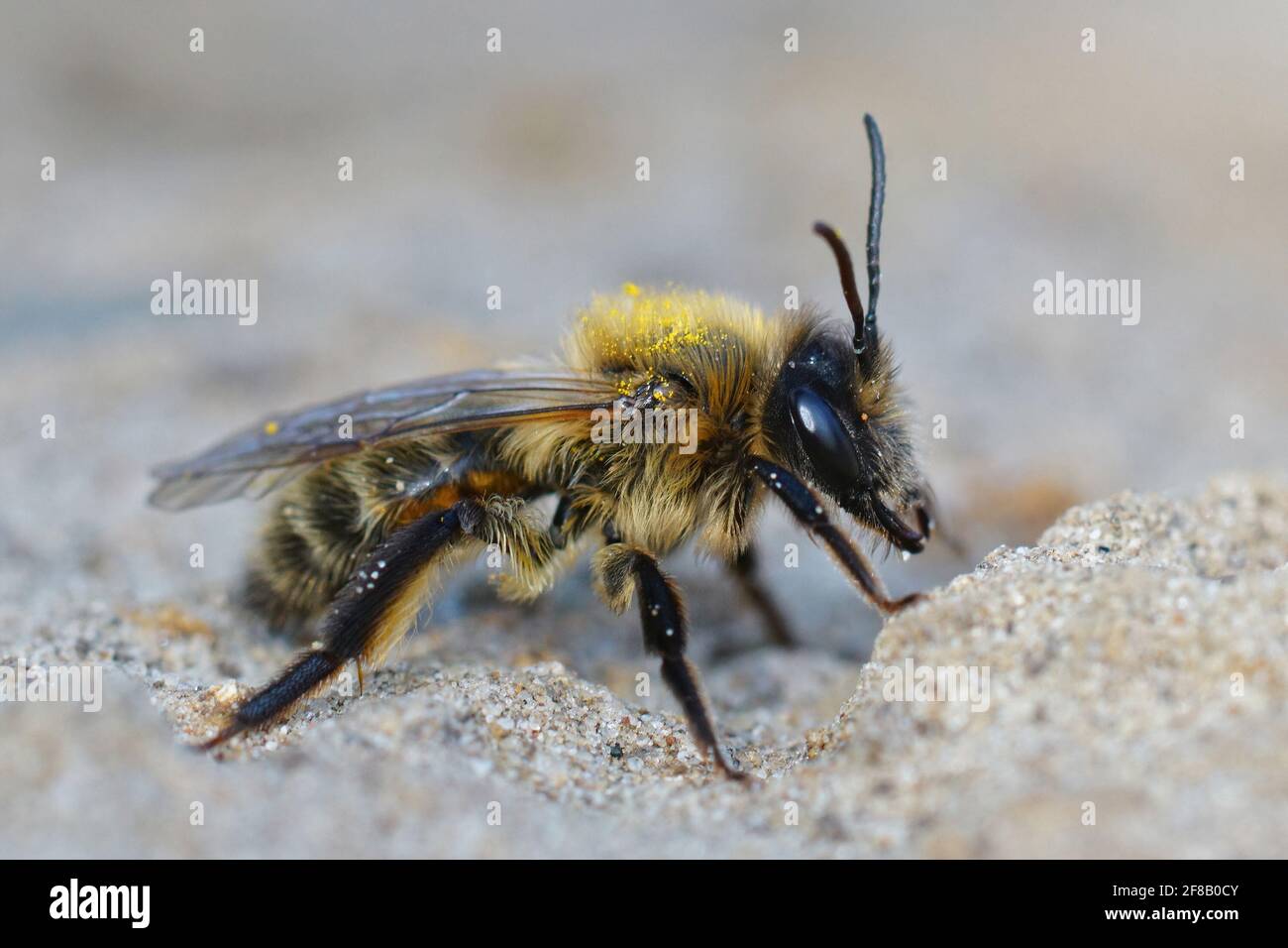 Primo piano di cioccolato femminile o di ape da miniera di biancospino (Andrena scotica) Foto Stock