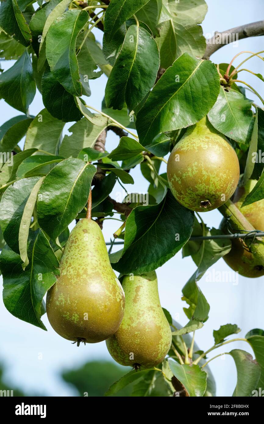 Albero delle orecchie della conferenza. Pere da dessert mature che crescono sull'albero. Pyrus communis "Conferenza" Foto Stock