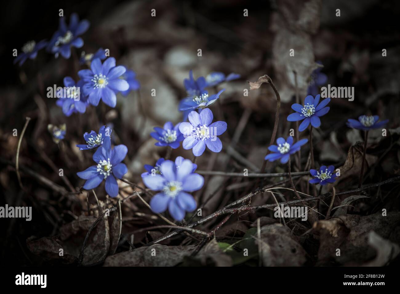 Viola Hepatica nobilis, comune Hepatica o Anemone epatica. Fiori primaverili. Primo piano. Foto Stock