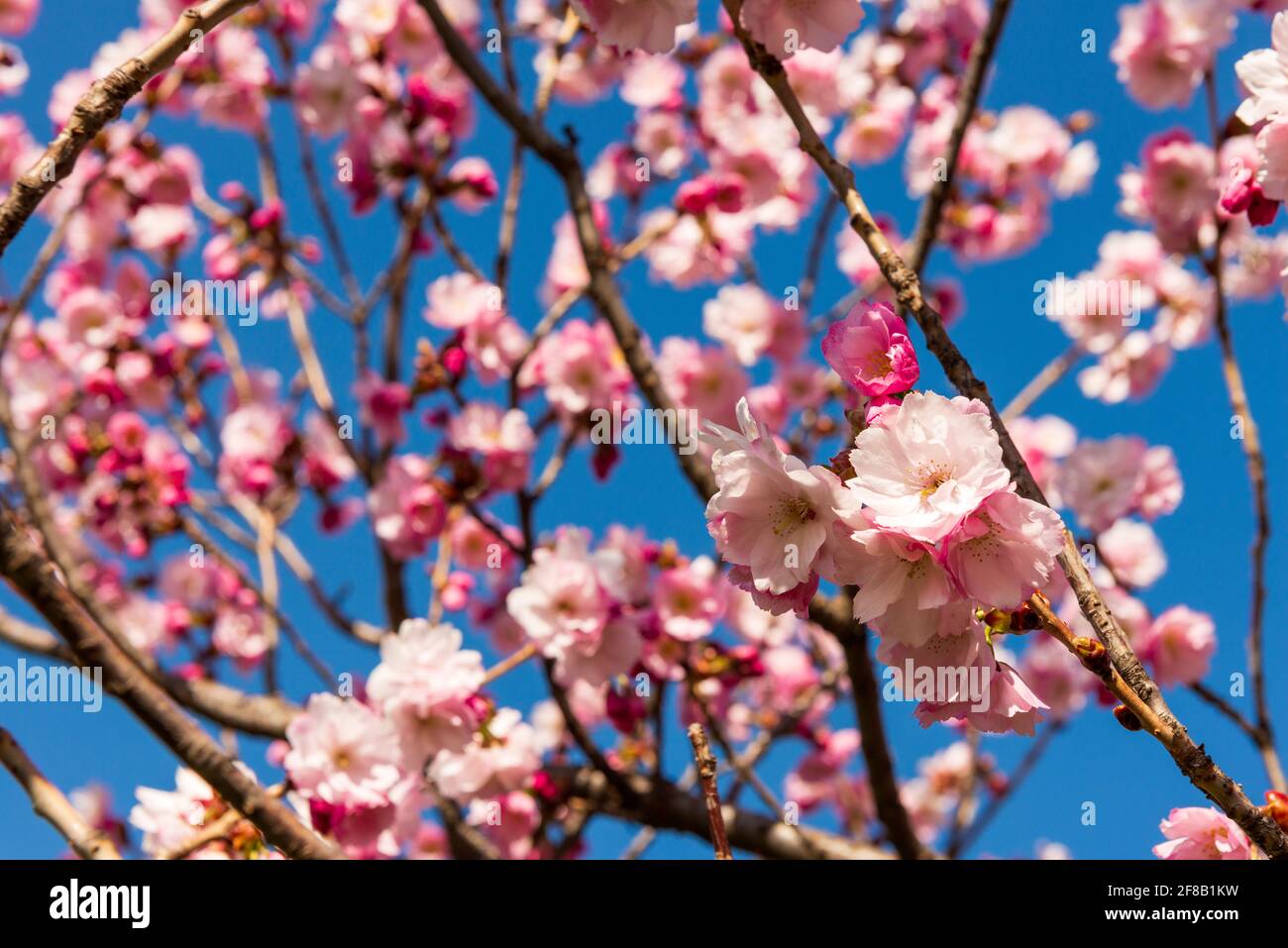 Fiori di ciliegio Sakura o Prunus × subhirtella Omoigawa fioritura contro il cielo blu Foto Stock