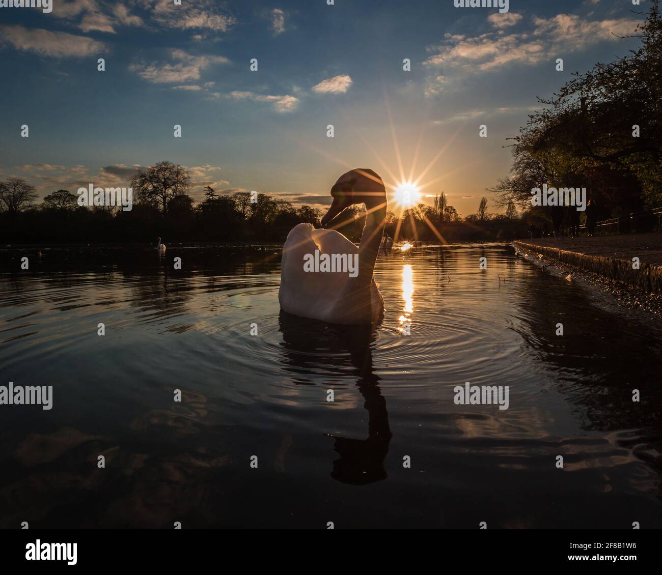 Una romantica scena di tramonto e luce solare che illumina un lago di cigno in un parco londinese. Foto Stock