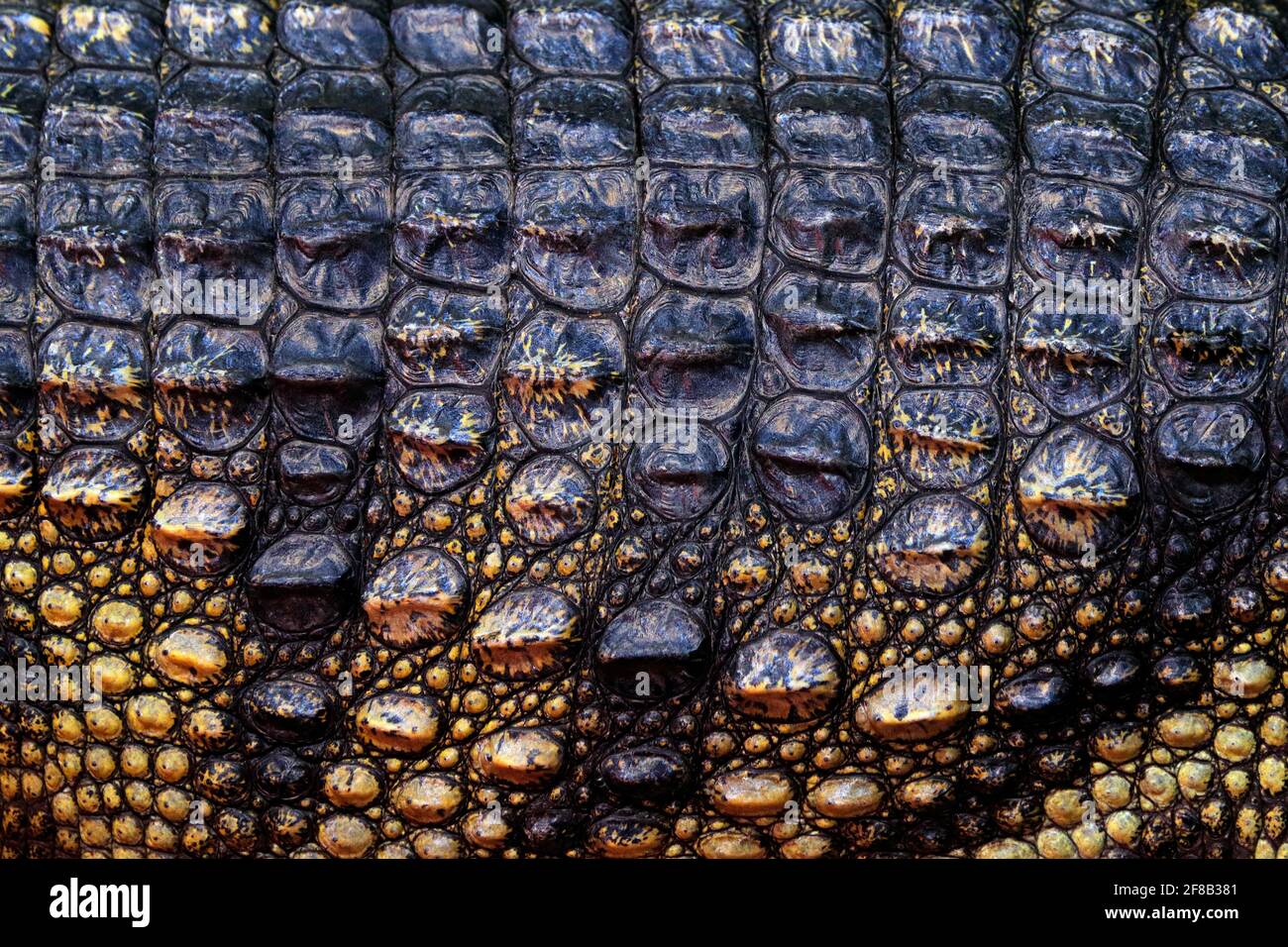 Coccodrillo siamese, coccodrillo siamensis, rettile d'acqua dolce originario dell'Indonesia. Dettaglio della pelle ravvicinato di animali rari. Arte vista della natura. Fauna selvatica sce Foto Stock