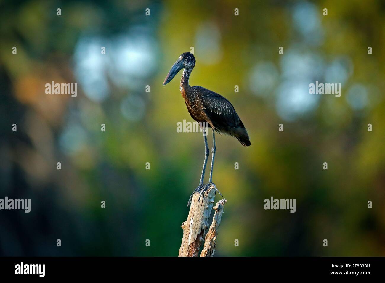 African Openbill, Anastomus lamelligero, nero grande cicogna africana. Uccello con becco insolito utile per estrarre lumache in tipico ambiente paludoso. R Foto Stock