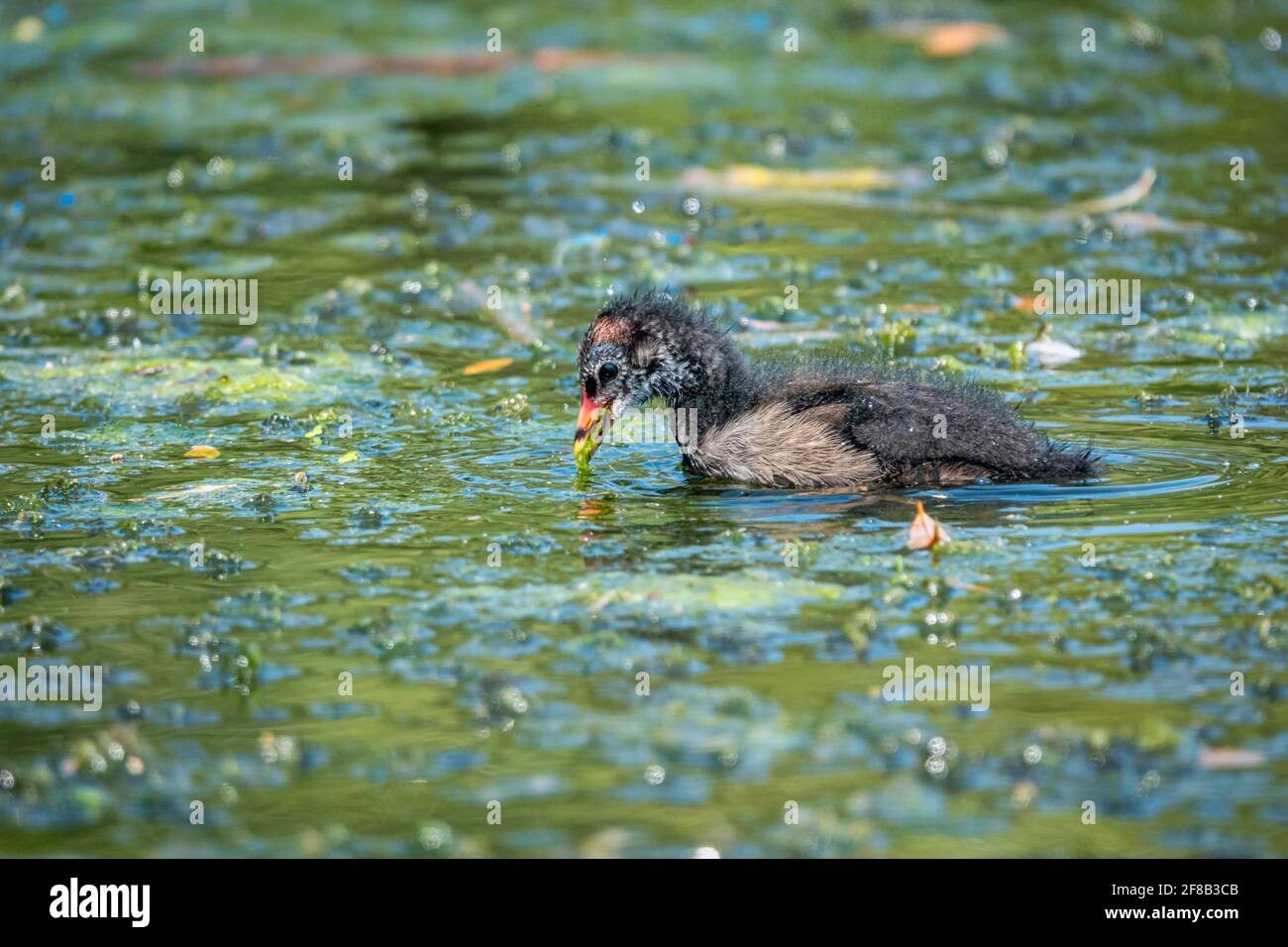 Il piede eurasiatico, Fulica atra, conosciuto anche come il piede comune, o coot australiano, è un membro della famiglia degli uccelli, i Rallidae Foto Stock