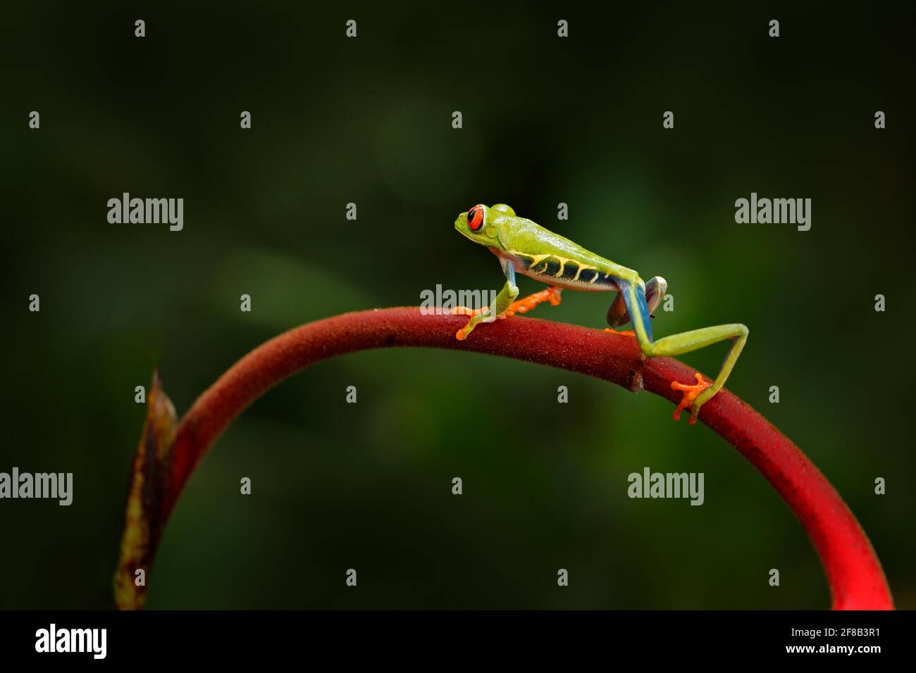 Agalychnis callidyas, rana dagli occhi rossi, animale con grandi occhi rossi, in habitat naturale, Panama. Bella anfibia nella vegetazione verde. Bellissima Foto Stock