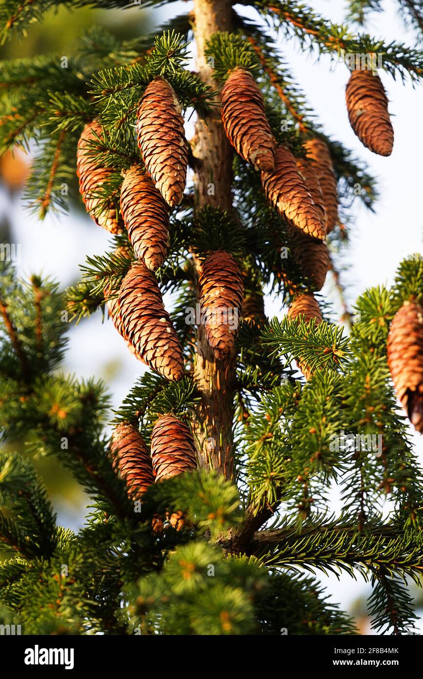 Scienza forestale, silvica. Pino europeo, abete rosso (Picea excelsa). Coni maturi in autunno. Nord-Ovest dell'Europa Foto Stock