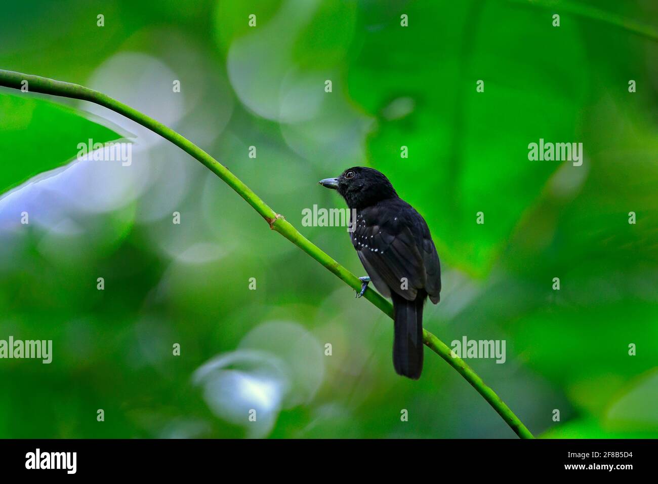 Scampi con cappuccio nero, Thamnophilus bridgesi, uccello nero nella verde foresta tropicale vegetazione, animale nell'habitat, Costa Rica. Antshrike seduto su t Foto Stock