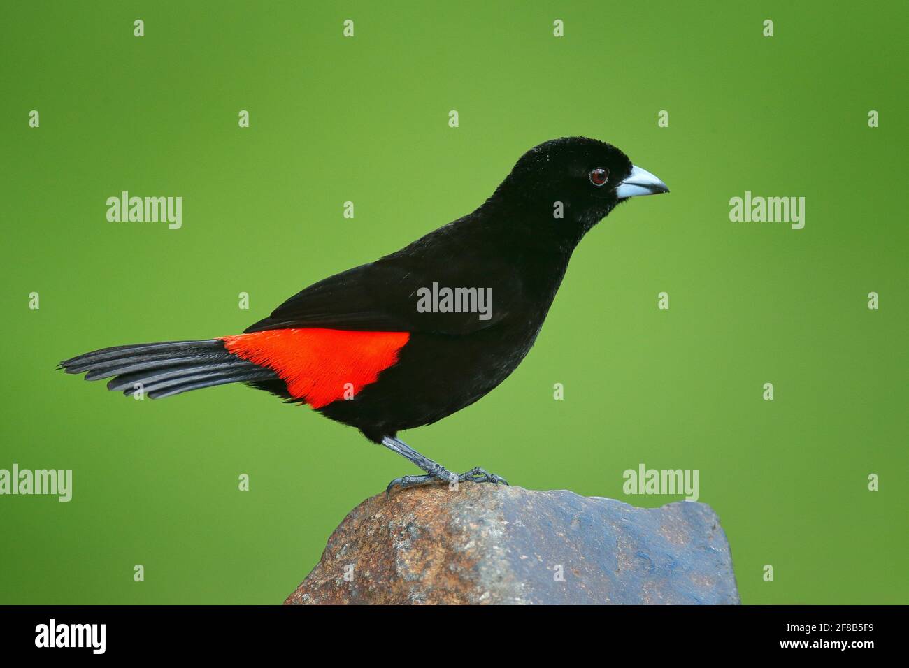 Tanager, Ramphocelus passerinii, uccello rosso e nero tropicale esotico del Costa Rica, in habitat naturale verde della foresta. Canzone nera e rossa Foto Stock