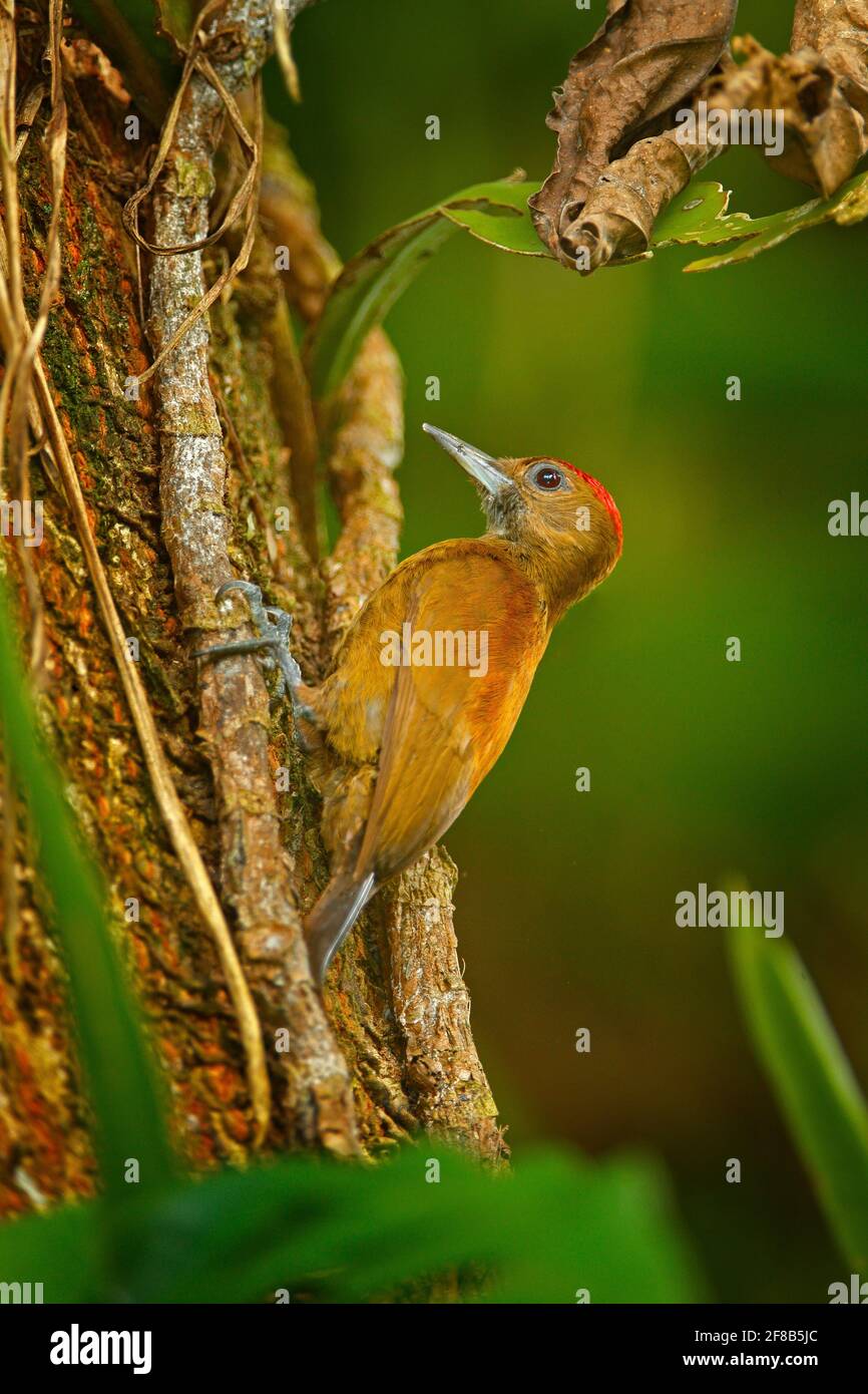 Smoky-bruno Picchio, Leuconotopicus fumigatus seduto su ramo con nidificazione buco, marrone e rosso uccello in habitat naturale, Costa Rica. Birdwatching, Foto Stock