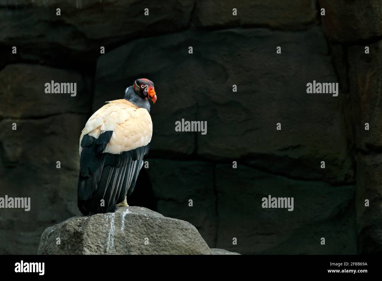 Re avvoltoio, Costa Rica, grande uccello trovato in Sud America. Scena faunistica dalla natura tropica. Condor in habitat di montagna roccia scura in Brasile. Uccello i Foto Stock