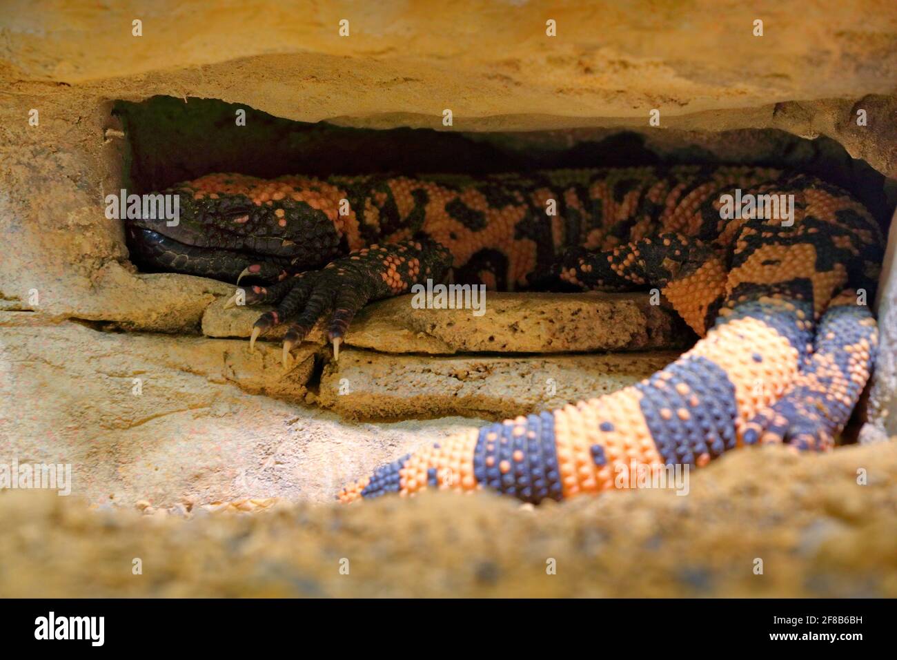 Mostro di Gila, Helioderma supectum, lucertola venosa degli Stati Uniti e Mexiko nascosto nella grotta rocciosa. Giornata di sole nel deserto di pietra e sabbia. Pericolo veleno rettile Foto Stock