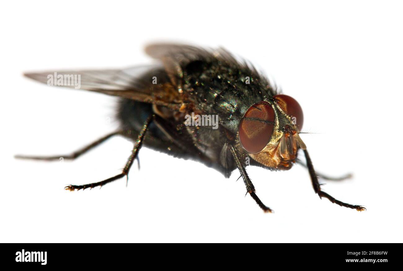 vola con gli occhi rossi, primo piano di isolatet mosca su sfondo bianco Foto Stock