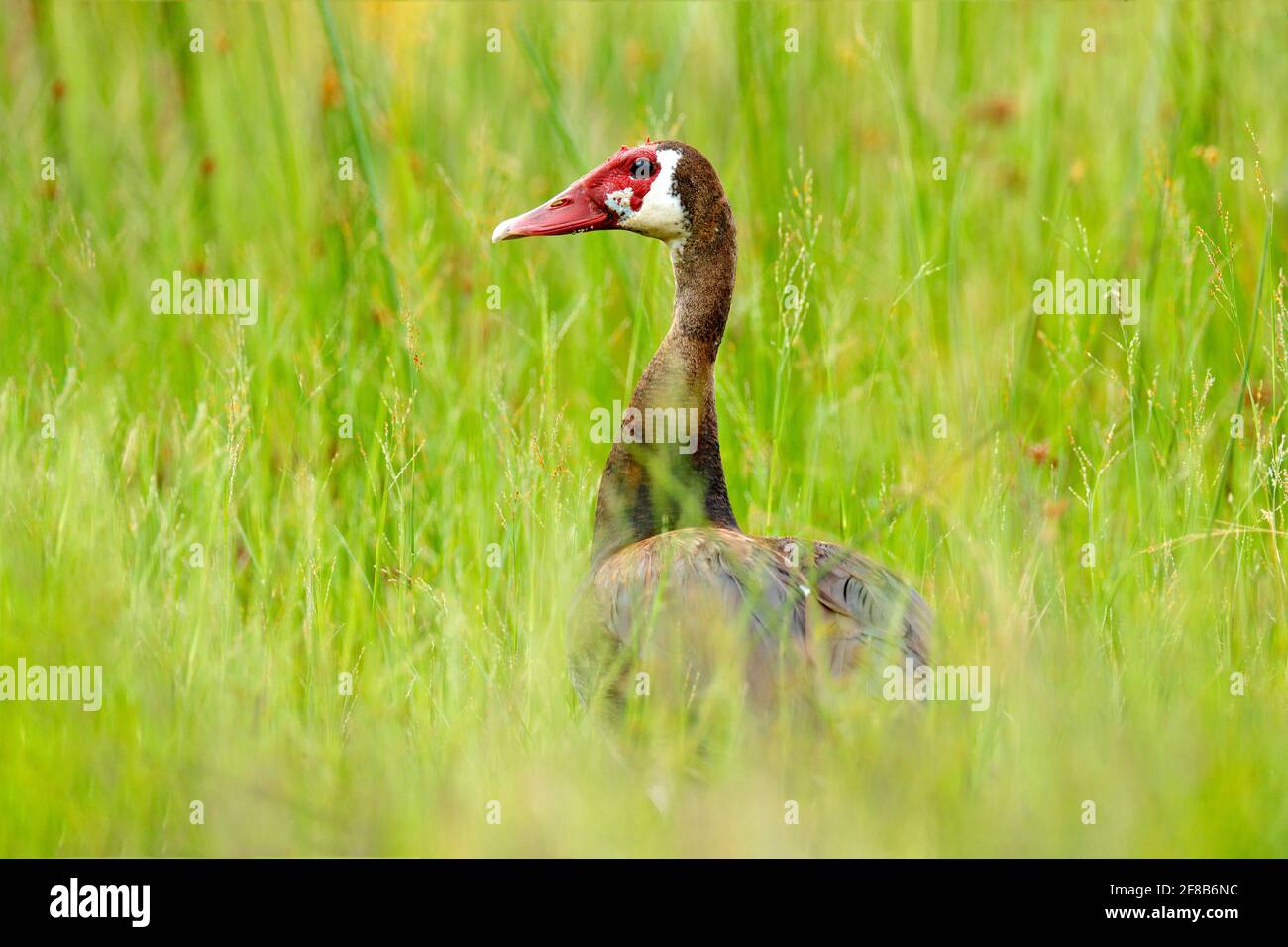 Oca con alata a sperone, Plettropterus Gambensis, grande uccello africano nero con becco rosso seduto sul tronco dell'albero. Animale nell'habitat, delta di Okavango, Mor Foto Stock