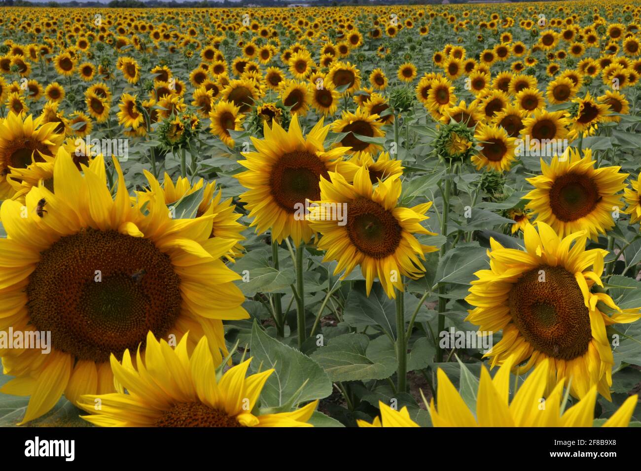 Felder mit Sonnenblumen bei Arles in der Provence Foto Stock