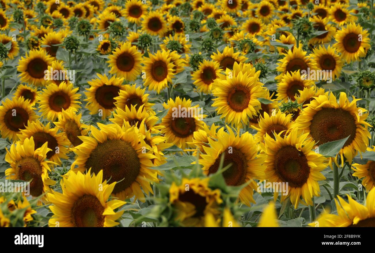 Felder mit Sonnenblumen bei Arles in der Provence Foto Stock