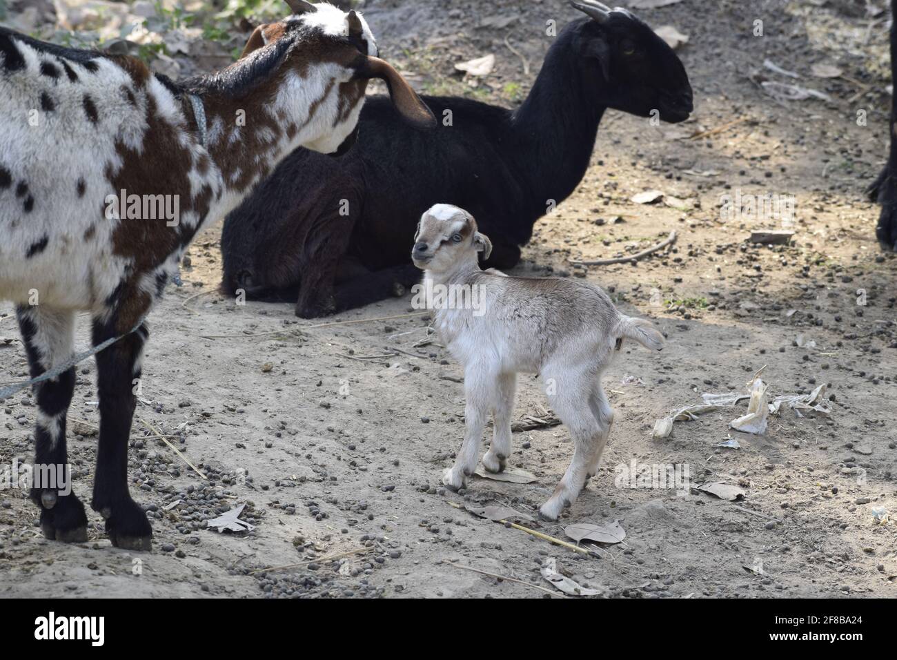 Capra e capra bambino che comunicano l'uno con l'altro , Patara , India Foto Stock