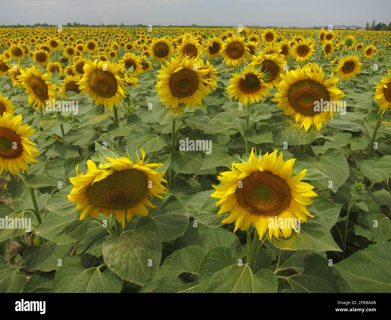 Sonnenblumenfeld bei Arles in der Provence (Frankreich) Foto Stock